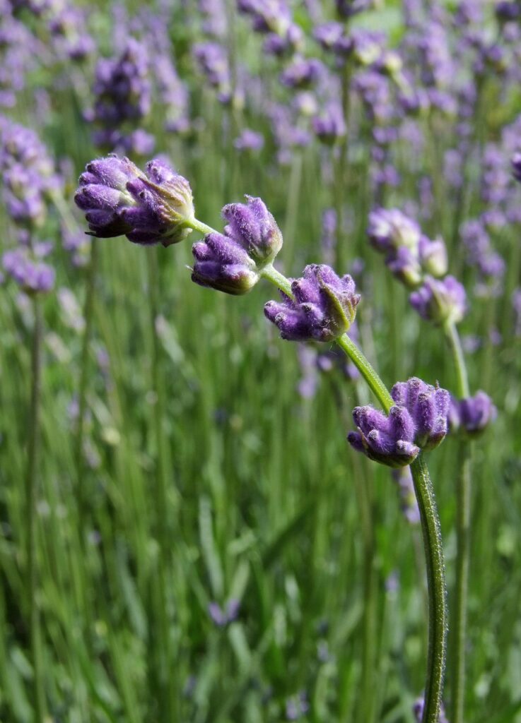 シミを消すための医薬部外品おすすめは？