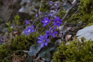 肝斑のトラネキサム酸による効果はどのくらいの期間で実感できる？